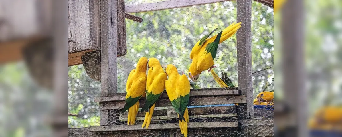 Imagem ilustrativa da imagem COP30: projeto do Governo do Pará marca retorno da ararajuba à capital