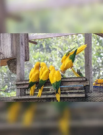 Imagem ilustrativa da imagem COP30: projeto do Governo do Pará marca retorno da ararajuba à capital