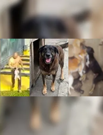 Leão é o Pará no Brasileirão!