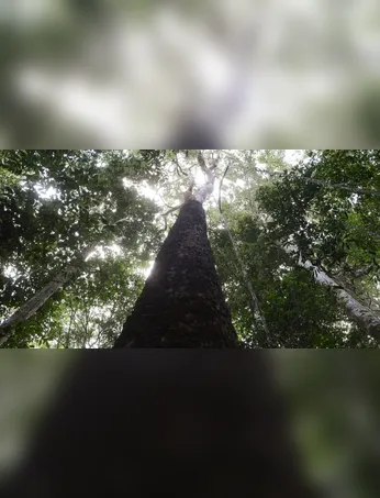 Circuito inédito traz a energia das ruas para dentro da sede da Tuna, com a estreia da Majestosa Fênix do Marajó dia 5 de julho. Ingressos promocionais à venda