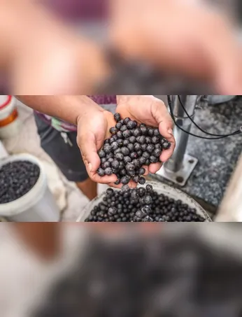 Imagem ilustrativa da imagem Brasil: compromisso de usar alimentos da agricultura familiar na COP 30