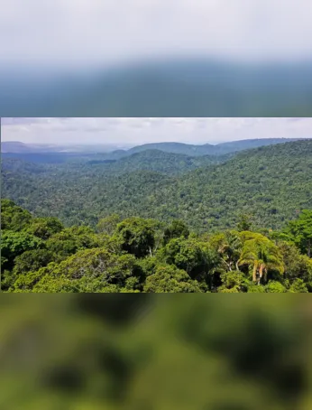 Imagem ilustrativa da imagem Amazônia: redução do desmatamento é oportunidade para economia sustentável