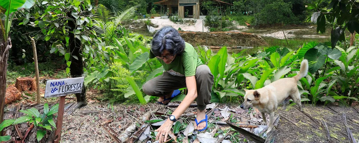 Imagem ilustrativa da imagem Floresta que gera futuro: o novo agronegócio na Amazônia