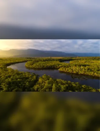 Imagem ilustrativa da imagem Em feito inédito, Pará reduz área desmatada em 55%; entenda