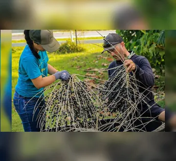 Do Pará ao Havaí: conheça a fazenda que cultiva açaí nos Estados Unidos