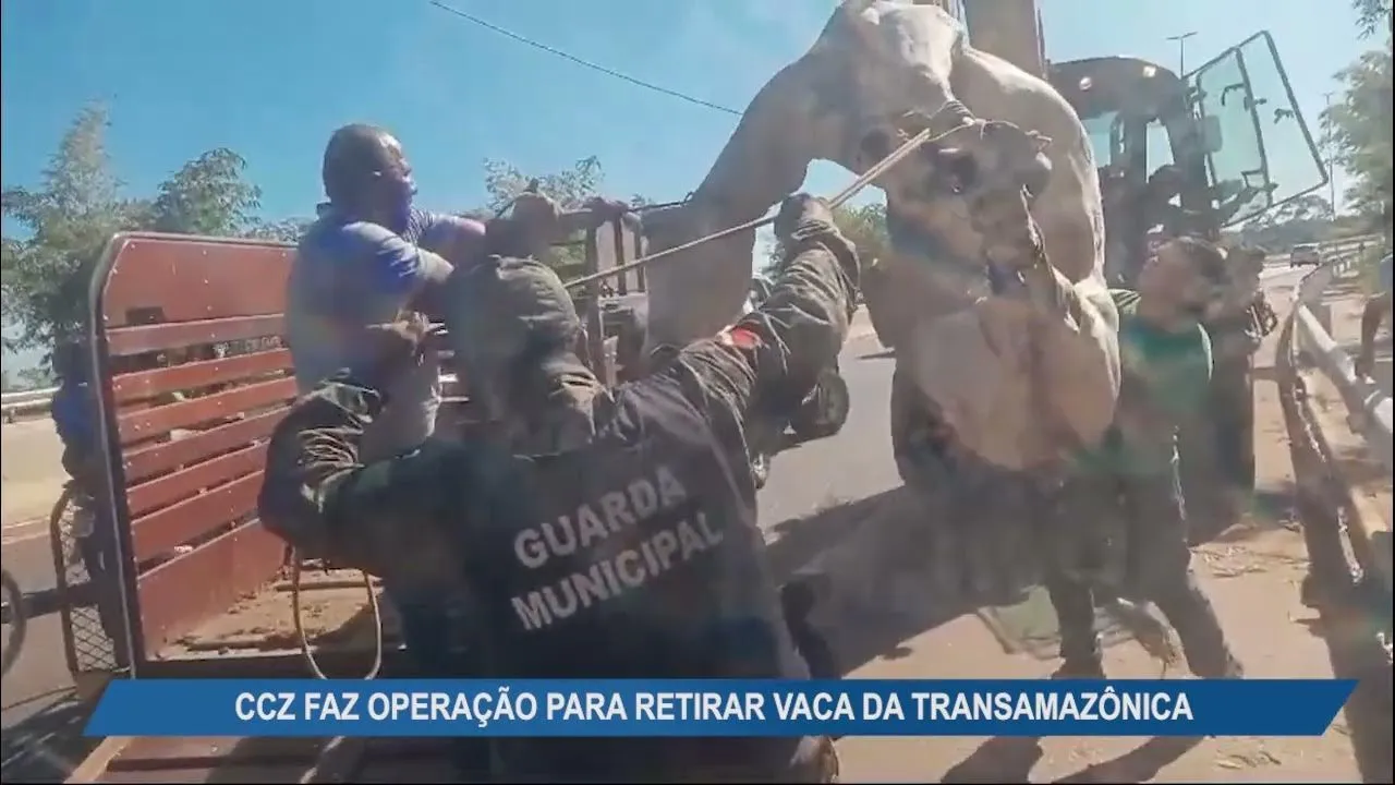 Imagem ilustrativa da notícia Vídeo mostra o resgate de uma vaca na rodovia Transamazônica