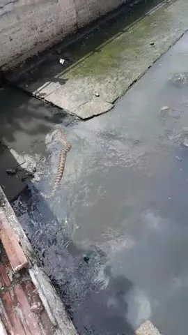 Imagem ilustrativa da notícia Vídeo: jiboia é flagrada no canal da Tamandaré, em Belém