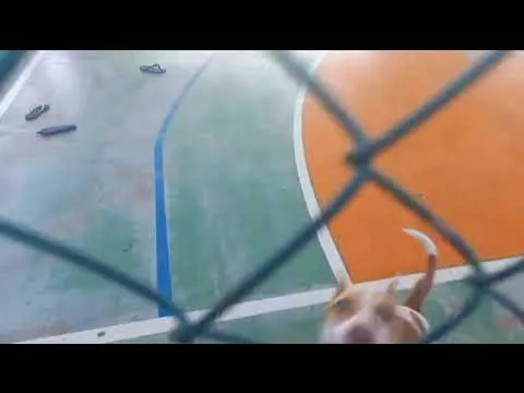 Imagem ilustrativa da notícia Vídeo: pitbull invade escola e ataca aluno de 12 anos