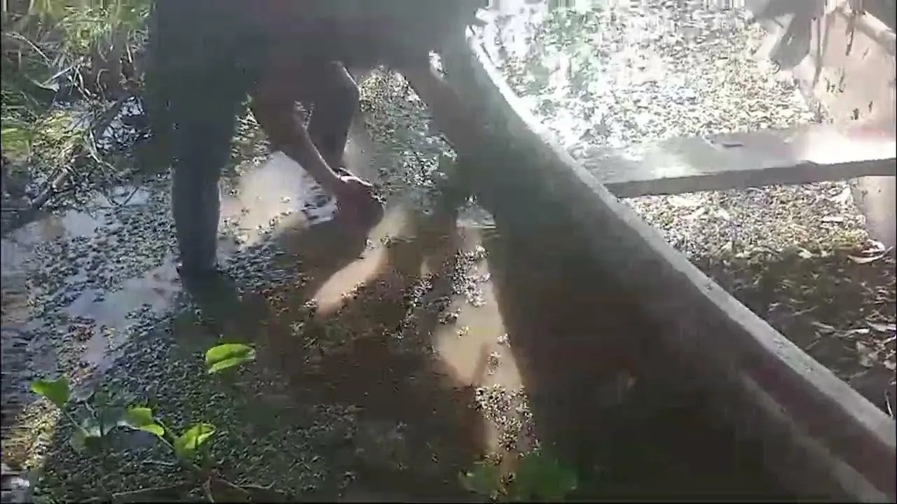 Imagem ilustrativa da notícia Vídeo: mortandade de peixes é investigada pela polícia