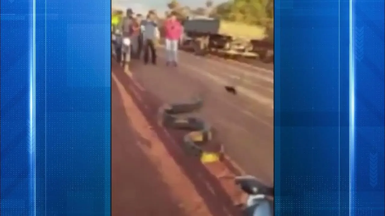 Imagem ilustrativa da notícia Vídeo: sucuri com cerca de seis metros invade rodovia