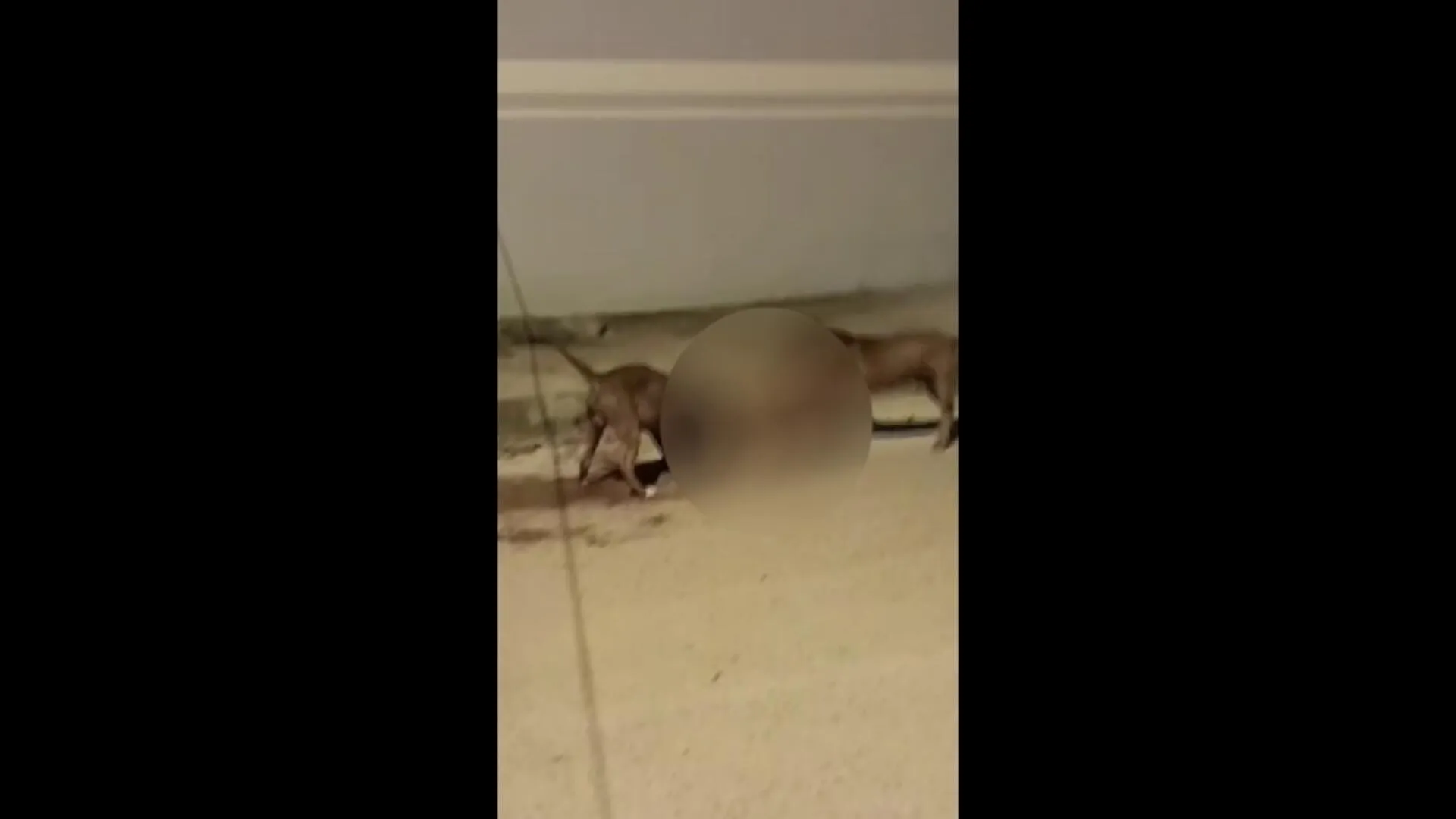 Imagem ilustrativa da notícia Vídeo: pitbulls são flagrados atacando cachorro em Marabá
