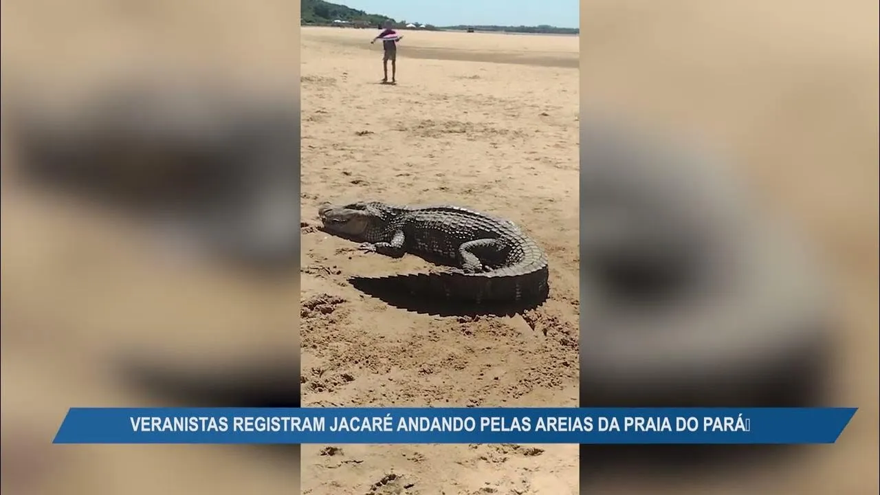 Imagem ilustrativa da notícia Vídeo: banhistas flagram grande jacaré em praia do Pará