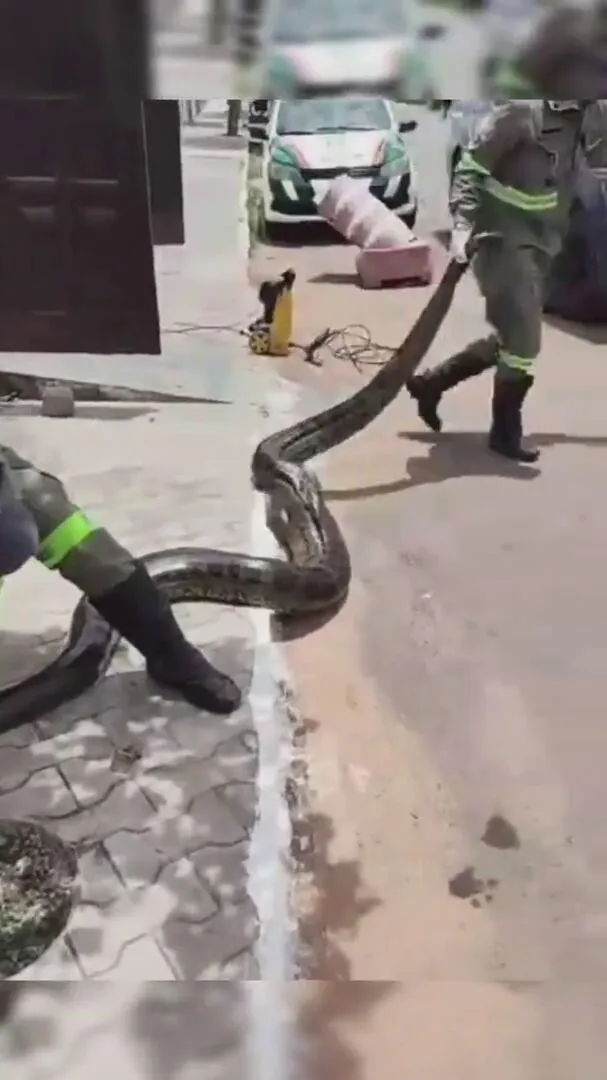 Imagem ilustrativa da notícia Sucuri de quase 5 metros e 60 kg é capturada em rede de esgoto