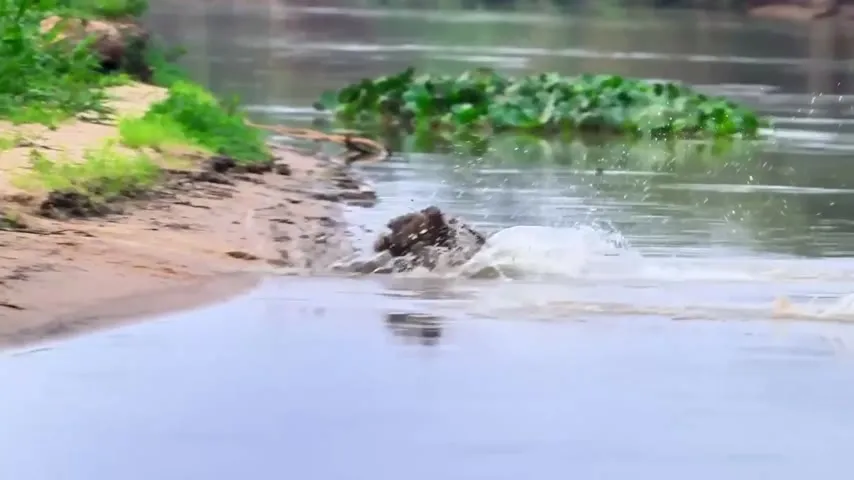 Imagem ilustrativa da notícia Capivara se sacrifica para salvar filhote de ataque de onça