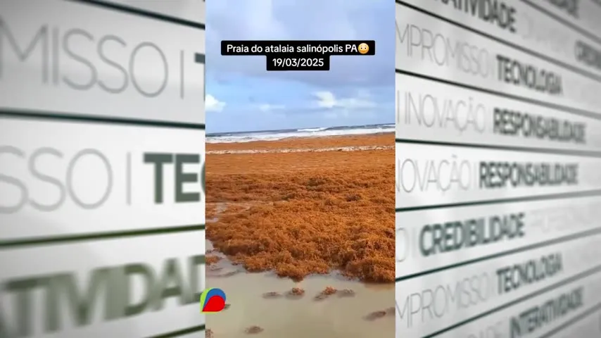 Imagem ilustrativa da notícia Vídeo: Algas marinhas invadem praias de Salinas; entenda o fenômeno