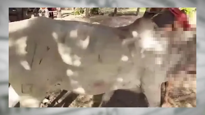 Imagem ilustrativa da notícia Vídeo: vaca é atacada por animal e tem o rosto desfigurado