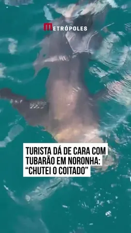 Imagem ilustrativa da notícia Vídeo: turista dá 'chute' em tubarão durante mergulho em Noronha