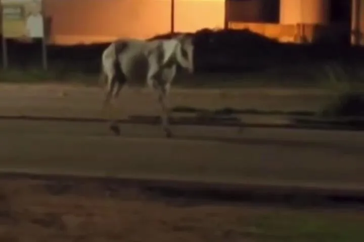 Imagem ilustrativa da notícia Vídeo: motociclista atropela cavalo em Parauapebas