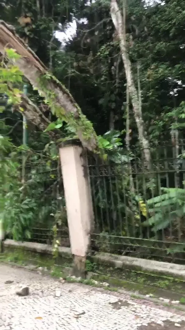 Imagem ilustrativa da notícia Árvore cai e afeta estrutura do muro do Bosque Rodrigues Alves