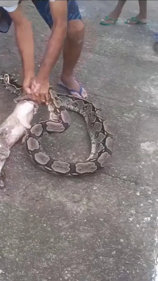 Imagem ilustrativa da notícia Vídeo mostra população retirando gato de boca de cobra