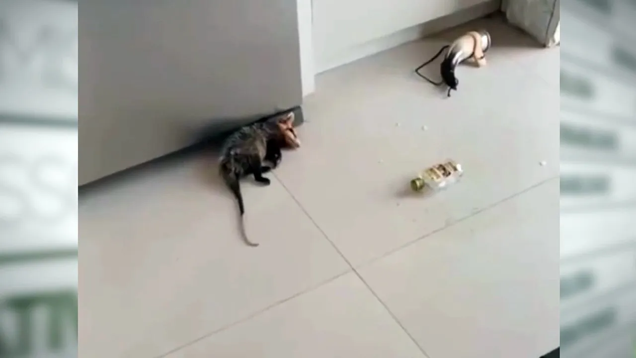 Imagem ilustrativa da notícia Vídeo: mucura é flagrada bêbada após invadir residência