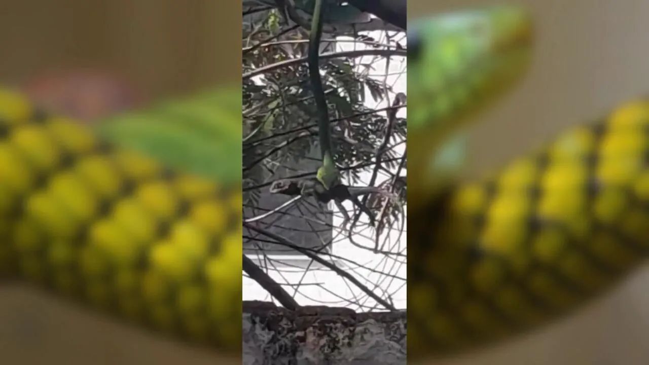 Imagem ilustrativa da notícia Vídeo: cobra devora iguana em posto de saúde em Marabá 