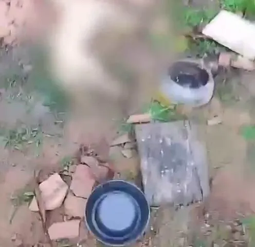 Imagem ilustrativa da notícia Mais um suposto caso de envenenamento de cães é registrado
