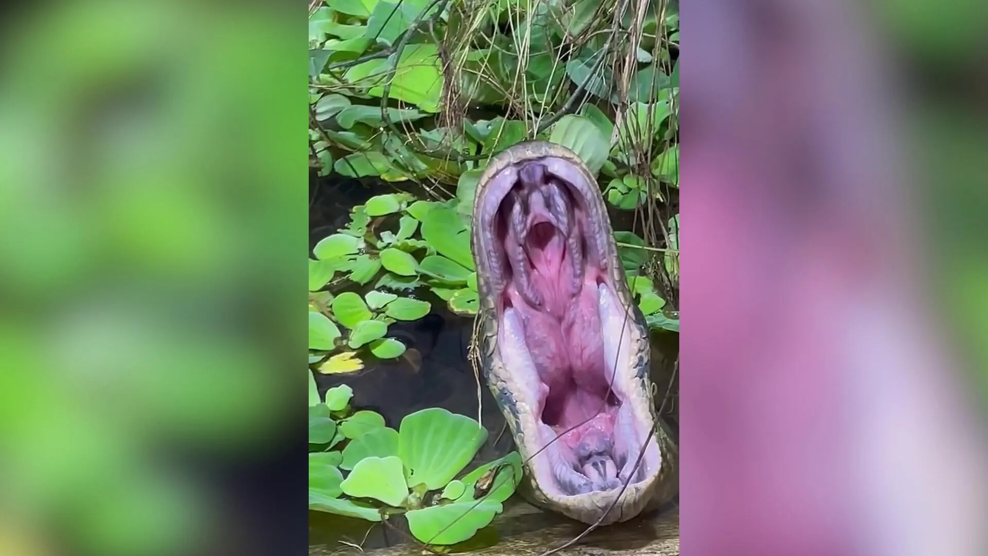 Imagem ilustrativa da notícia Vídeo: Gesto natural de sucuri gera curiosidade nas redes