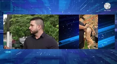 Imagem ilustrativa da imagem Pitbull é resgatada em condições graves de maus-tratos em Ananindeua