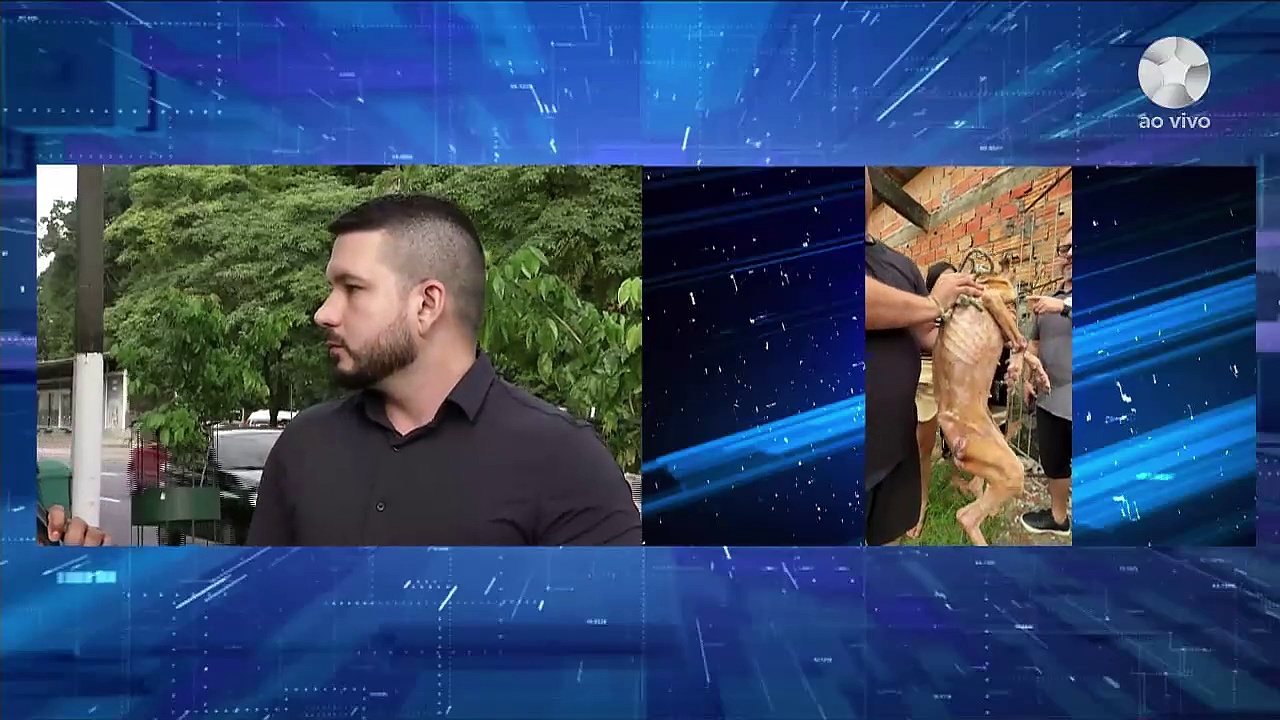 Imagem ilustrativa da notícia: Pitbull é resgatada em condições graves de maus-tratos em Ananindeua