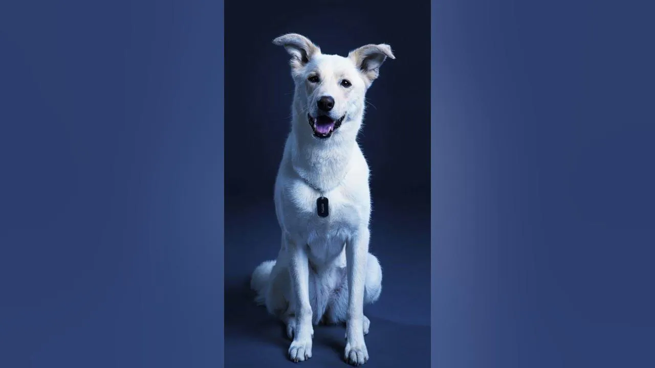 Imagem ilustrativa da notícia Procura por cães aumenta após sucesso de Krypto em Superman