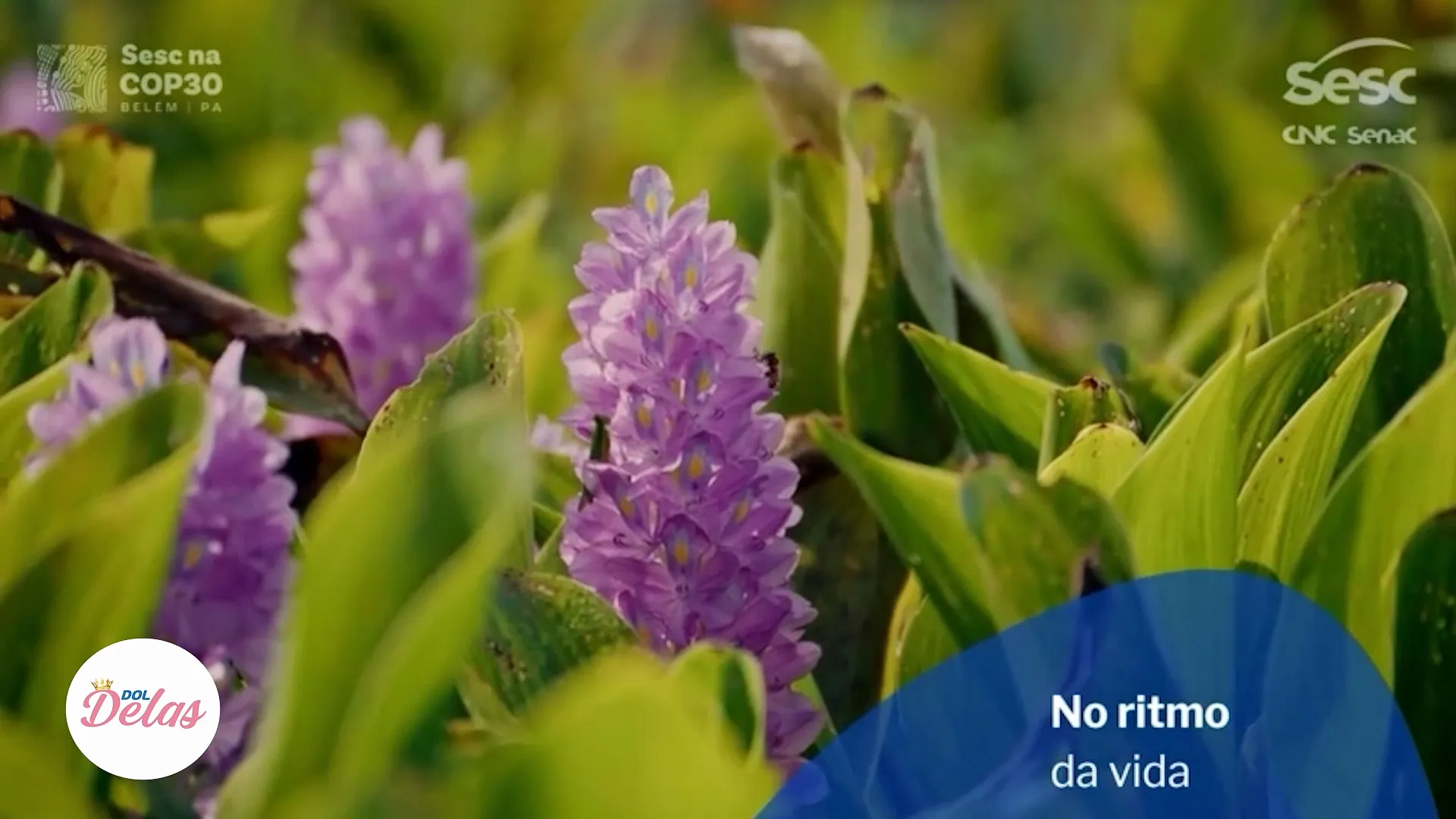 Imagem ilustrativa do vídeo: Liderança feminina e futuro sustentável na Amazônia