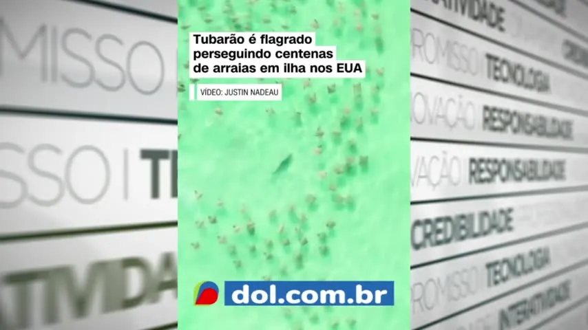 Imagem ilustrativa da notícia Vídeo: tubarão é flagrado perseguindo centenas de arraias