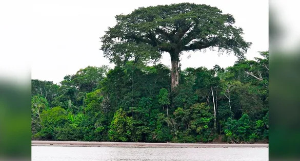 Por serem centenárias, muitas têm entre 200 e 300 anos, elas estocam uma grande quantidade de carbono.