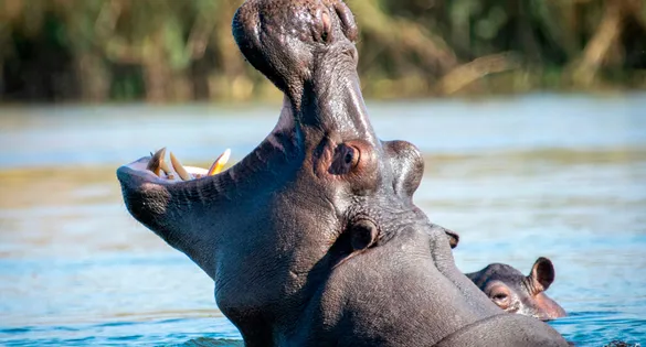Os hipopótamos são considerados os animais mais perigosos para os humanos na Costa do Marfim, de acordo com um estudo de 2022