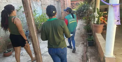 Imagem ilustrativa da notícia Tucumã intensifica mutirão de combate ao caramujo africano