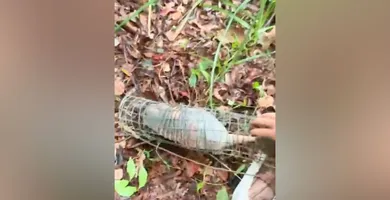 Imagem ilustrativa da notícia O perigo escondido: o que a PM achou na mata vai te surpreender