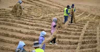 Imagem ilustrativa da notícia Técnica com redes de palha combate desertificação na China
