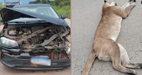 Imagem ilustrativa da notícia Onça-parda morre após ser atropelada na BR-158, no Pará