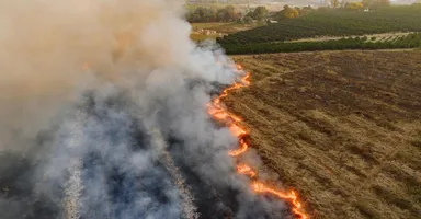 Imagem ilustrativa da notícia Pará entra em vigilância nacional por fumaça de incêndios