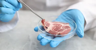 Imagem ilustrativa da notícia Embrapa avança na criação de carne de laboratório