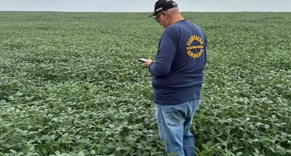 Dados da Adepará revelam que a soja segue em franca expansão no estado.