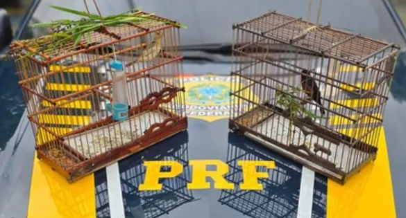 Os policiais constataram que as aves não possuíam anilhas de identificação