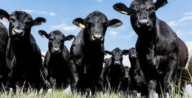 Imagem ilustrativa da notícia Marabá se consolida como a terceira maior potência pecuária da Região Norte, aponta IBGE