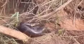 Imagem ilustrativa da notícia Grupo de pescadores flagra sucuri de 5 metros às margens do Rio Itacaiunas, em Marabá