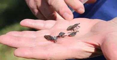 Imagem ilustrativa da notícia Vigilância de Marabá intensifica fiscalização do açaí