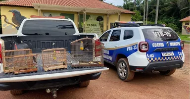 Imagem ilustrativa da notícia Operação conjunta resgata aves silvestres criadas ilegalmente em áreas de preservação